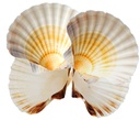 Ragoutschale Jacques (4er-Set)